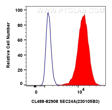 Flow cytometry (FC) experiment of Hela cells using CoraLite® Plus 488-conjugated SEC24A Recombinant a (CL488-82908)