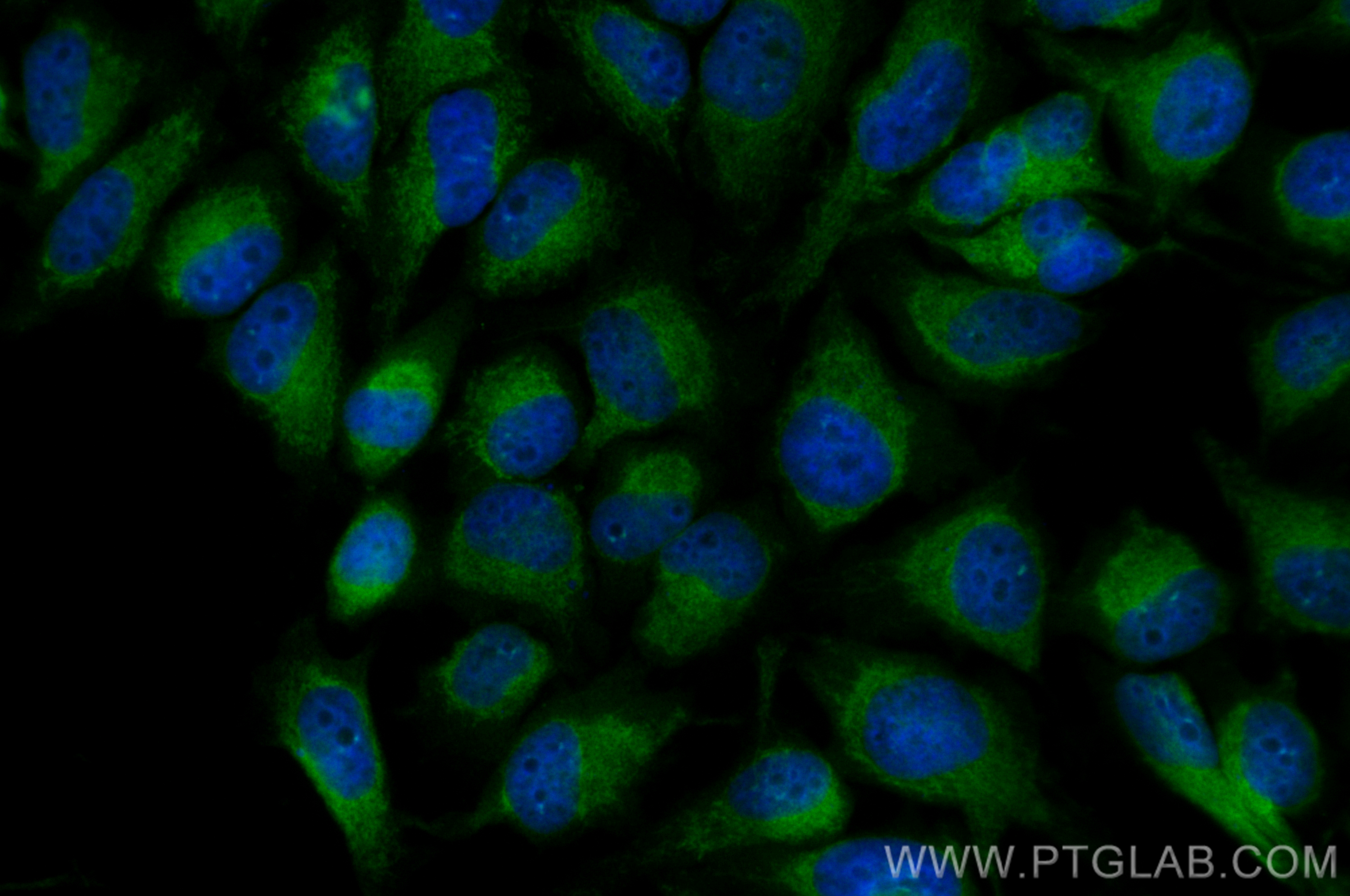 Immunofluorescence (IF) / fluorescent staining of HeLa cells using CoraLite® Plus 488-conjugated SEC24A Recombinant a (CL488-82908)