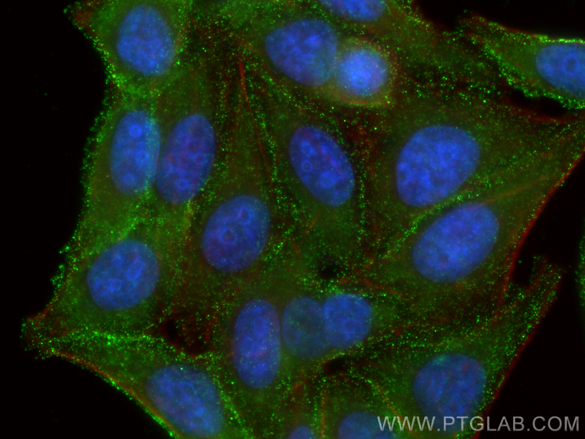 Immunofluorescence (IF) / fluorescent staining of HepG2 cells using SEC24D Monoclonal antibody (67409-1-Ig)