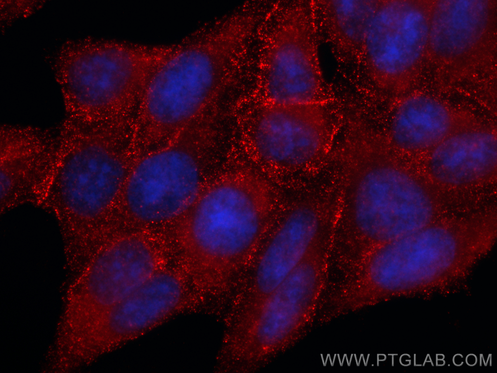 Immunofluorescence (IF) / fluorescent staining of HepG2 cells using CoraLite®594-conjugated SEC24D Monoclonal antibody (CL594-67409)