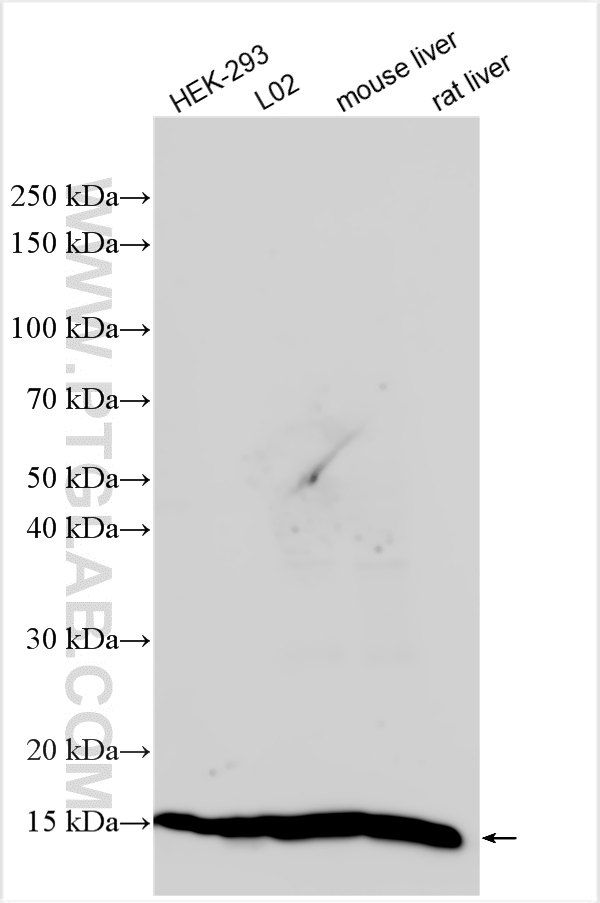 Western Blot (WB) analysis of various lysates using SEC61B Polyclonal antibody (15087-1-AP)