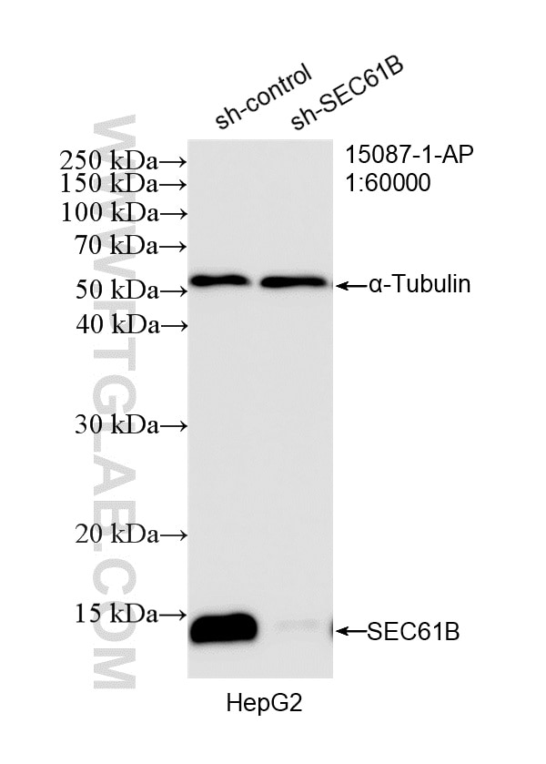 Western Blot (WB) analysis of HepG2 cells using SEC61B Polyclonal antibody (15087-1-AP)