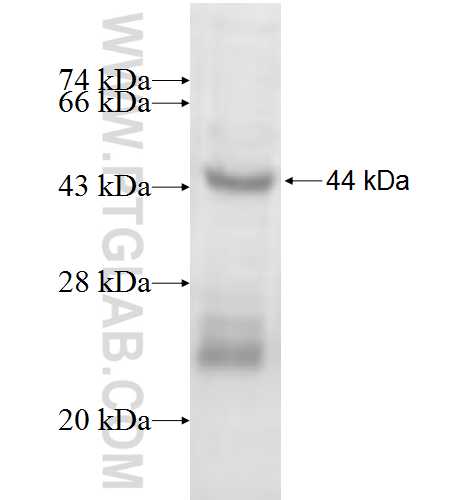 SEC63 fusion protein Ag5783 SDS-PAGE