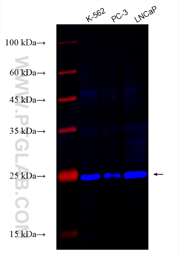 Western Blot (WB) analysis of various lysates using CoraLite® Plus 750-conjugated SECTM1 Monoclonal an (CL750-60281)