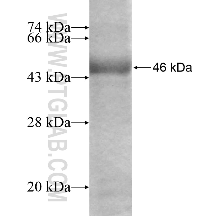SEH1L fusion protein Ag7795 SDS-PAGE