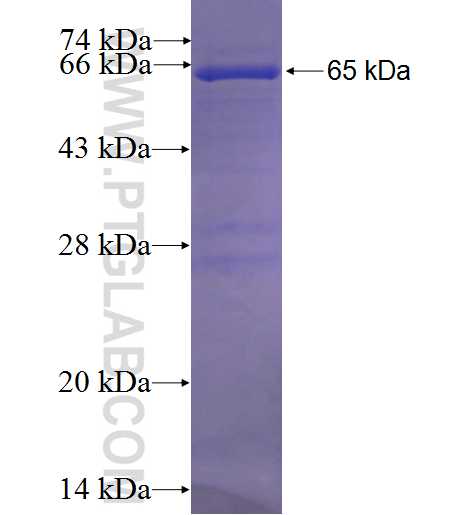 SELENBP1 fusion protein Ag24259 SDS-PAGE