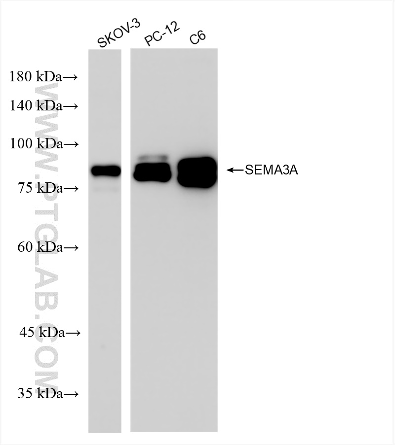 Western Blot (WB) analysis of various lysates using SEMA3A Recombinant antibody (83579-5-RR)