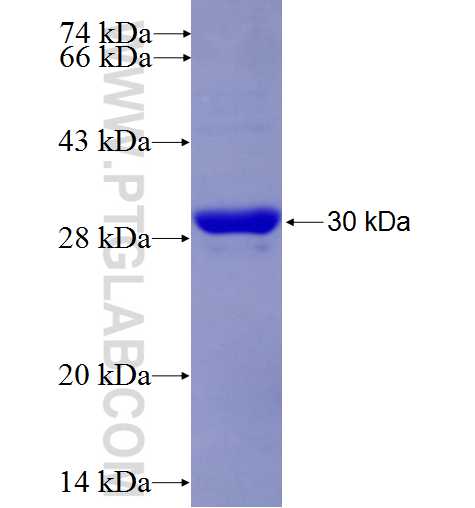 SEMA4A fusion protein Ag27060 SDS-PAGE