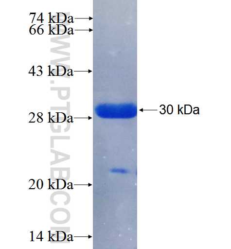 SENP7 fusion protein Ag25683 SDS-PAGE