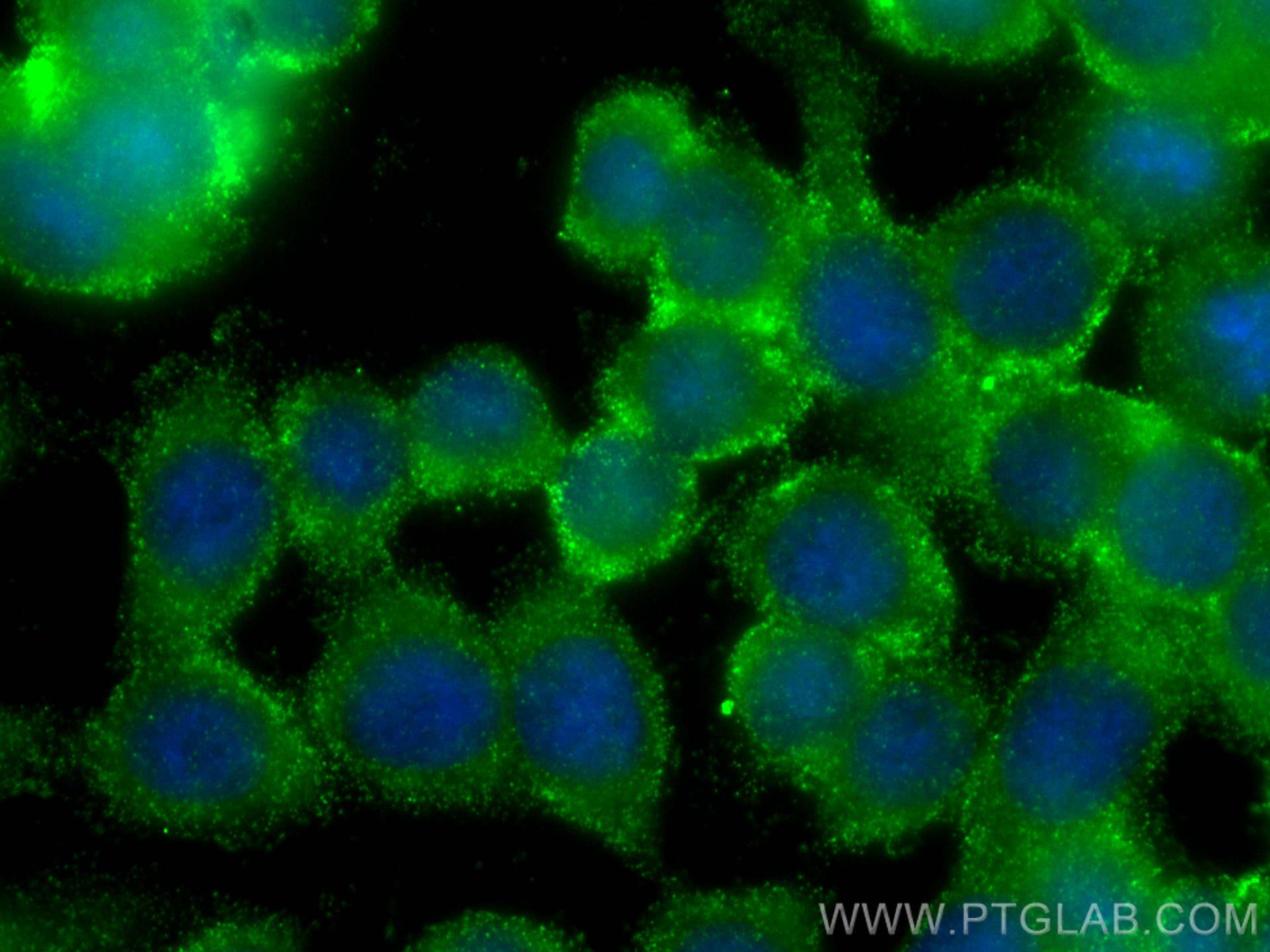 Immunofluorescence (IF) / fluorescent staining of HT-29 cells using SERCA3 Monoclonal antibody (68287-1-Ig)