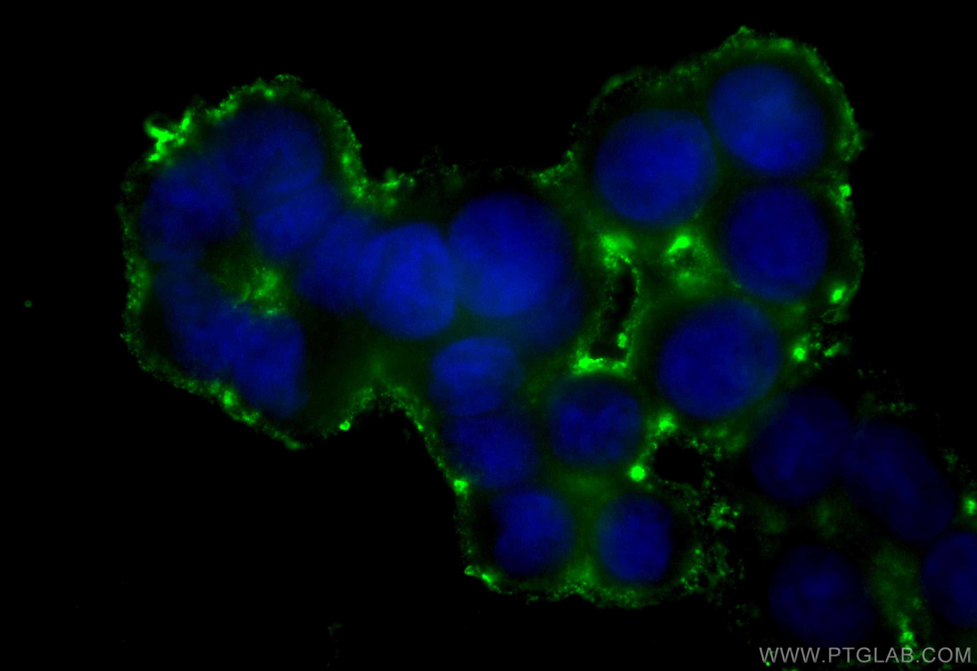 Immunofluorescence (IF) / fluorescent staining of HT-29 cells using CoraLite® Plus 488-conjugated SERCA3 Monoclonal an (CL488-68287)