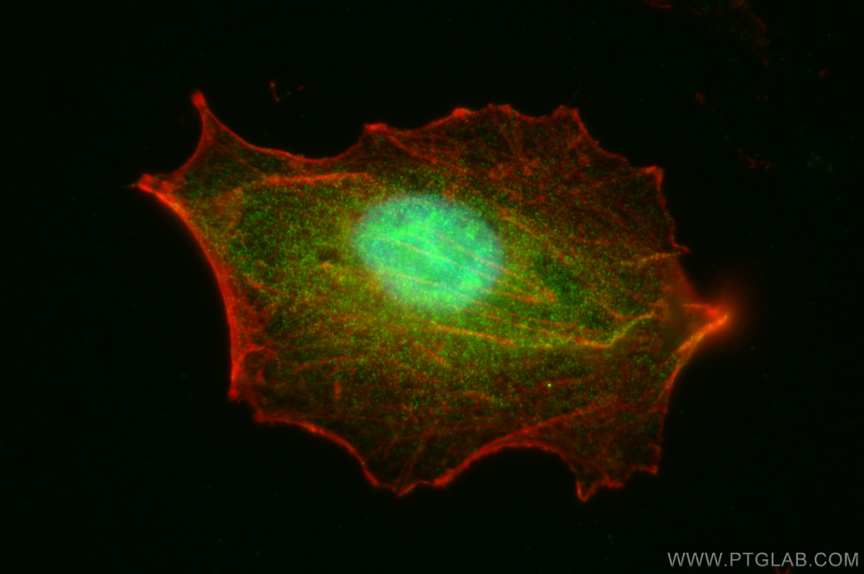 Immunofluorescence (IF) / fluorescent staining of A549 cells using SERF2 Polyclonal antibody (11691-1-AP)