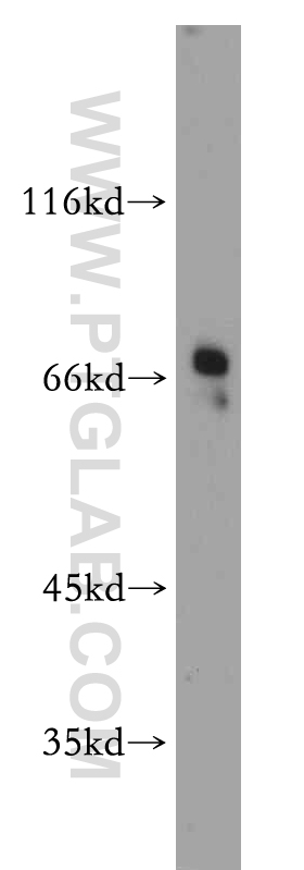 Western Blot (WB) analysis of HeLa cells using SERINC1 Polyclonal antibody (20265-1-AP)