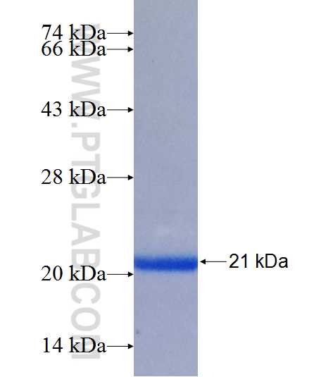 SERPINB12 fusion protein Ag26134 SDS-PAGE