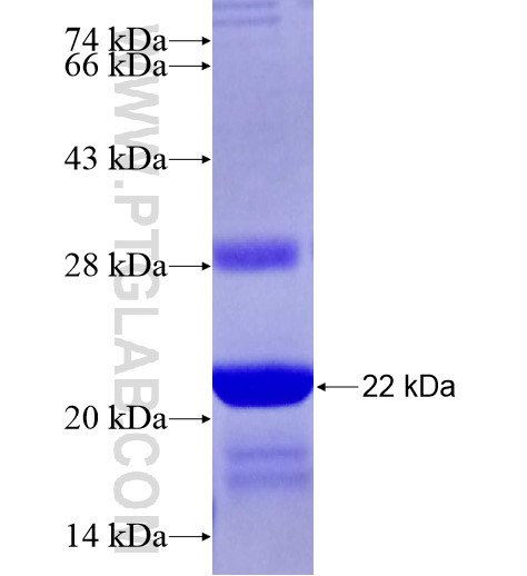 SERPINB4 fusion protein Ag28212 SDS-PAGE