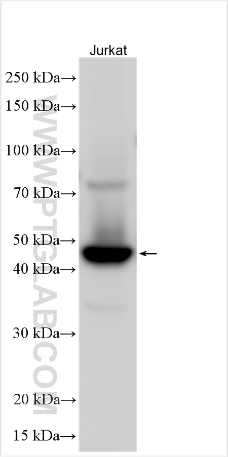 Western Blot (WB) analysis of various lysates using SERPINB8 Polyclonal antibody (13102-2-AP)