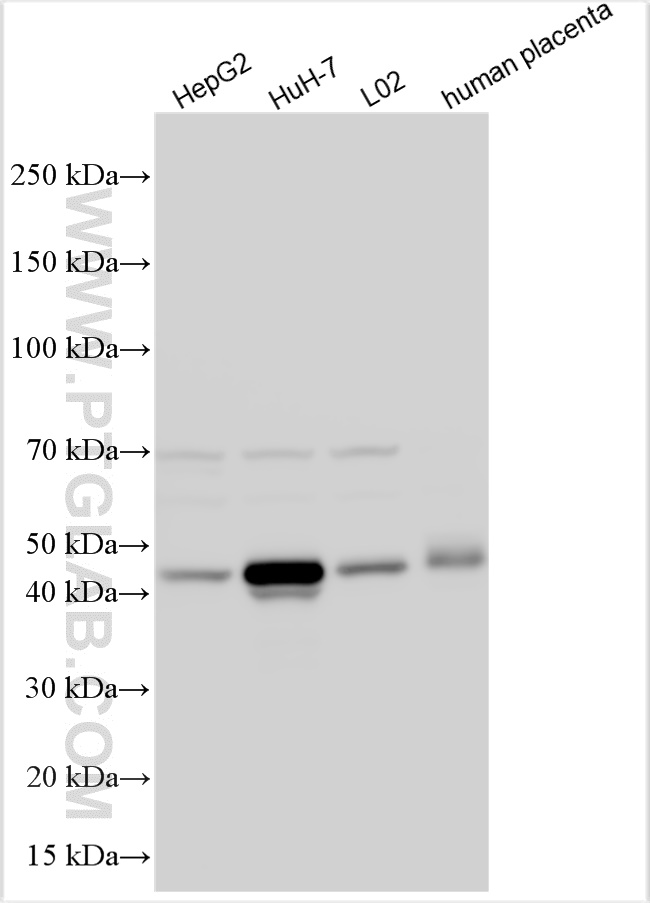 Western Blot (WB) analysis of various lysates using Serpin E1/PAI-1 Polyclonal antibody (13801-1-AP)