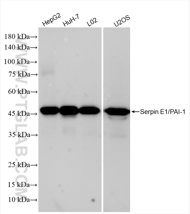 Western Blot (WB) analysis of various lysates using SERPINE1 Recombinant antibody (85683-6-RR)
