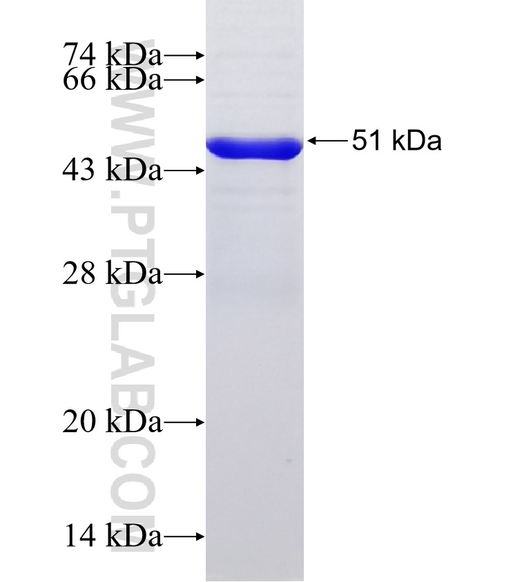 SERPINE2 fusion protein Ag32555 SDS-PAGE