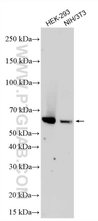 Western Blot (WB) analysis of various lysates using SESN1 Polyclonal antibody (21668-1-AP)
