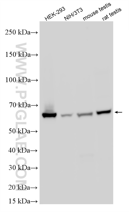 Western Blot (WB) analysis of various lysates using SESN1 Polyclonal antibody (21668-1-AP)