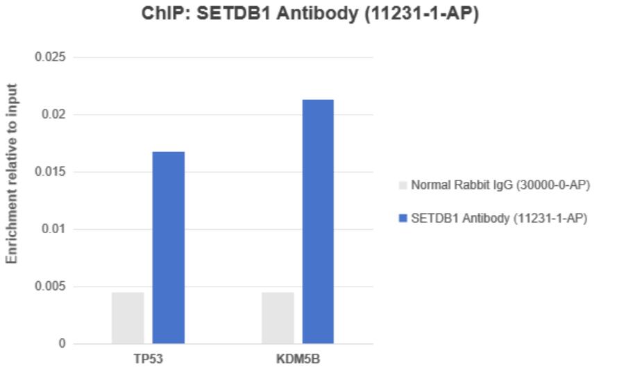 ChIP experiment of HeLa cells using SETDB1 Polyclonal antibody (11231-1-AP)