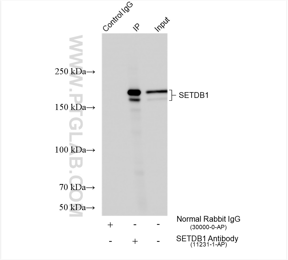 Immunoprecipitation (IP) experiment of MCF-7 cells using SETDB1 Polyclonal antibody (11231-1-AP)