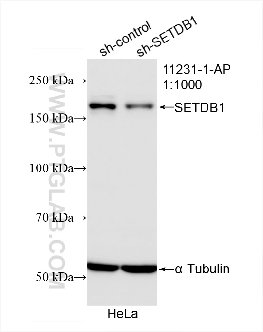 Western Blot (WB) analysis of HeLa cells using SETDB1 Polyclonal antibody (11231-1-AP)