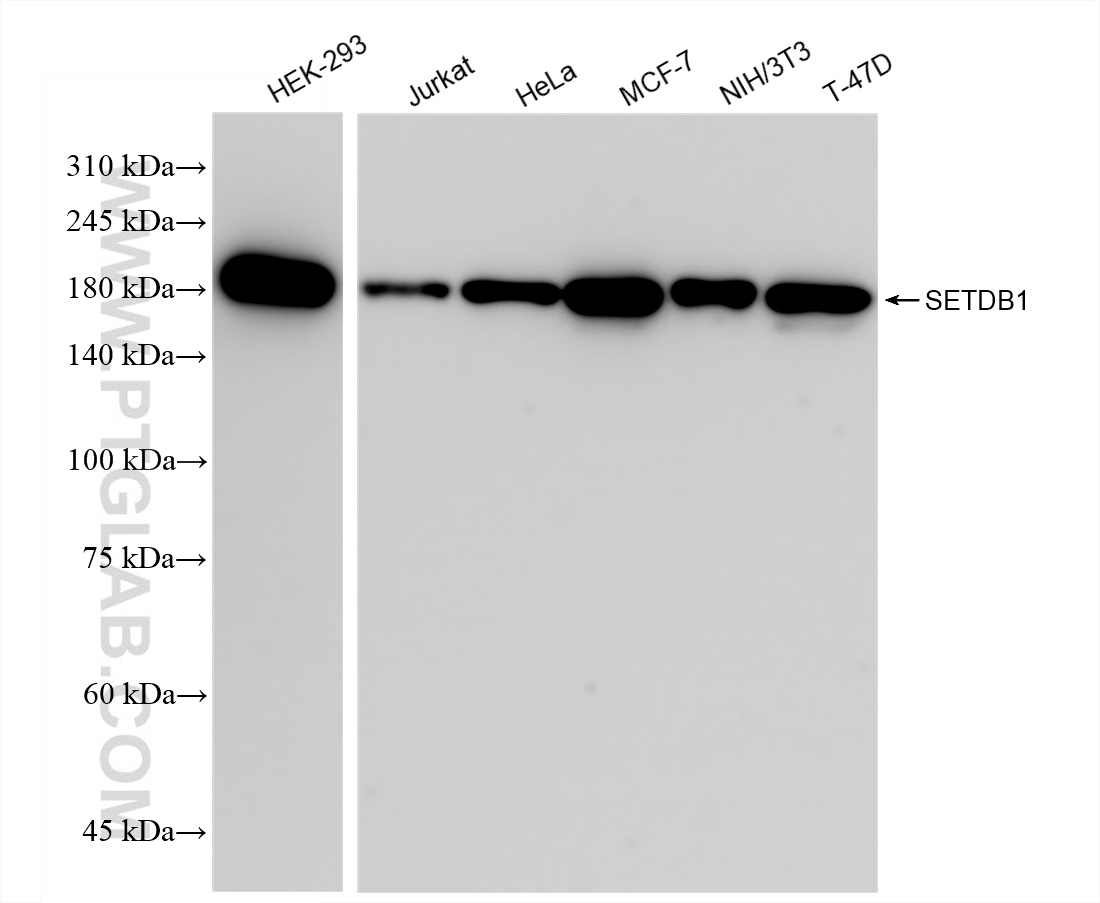 Western Blot (WB) analysis of various lysates using SETDB1 Recombinant antibody (83772-5-RR)