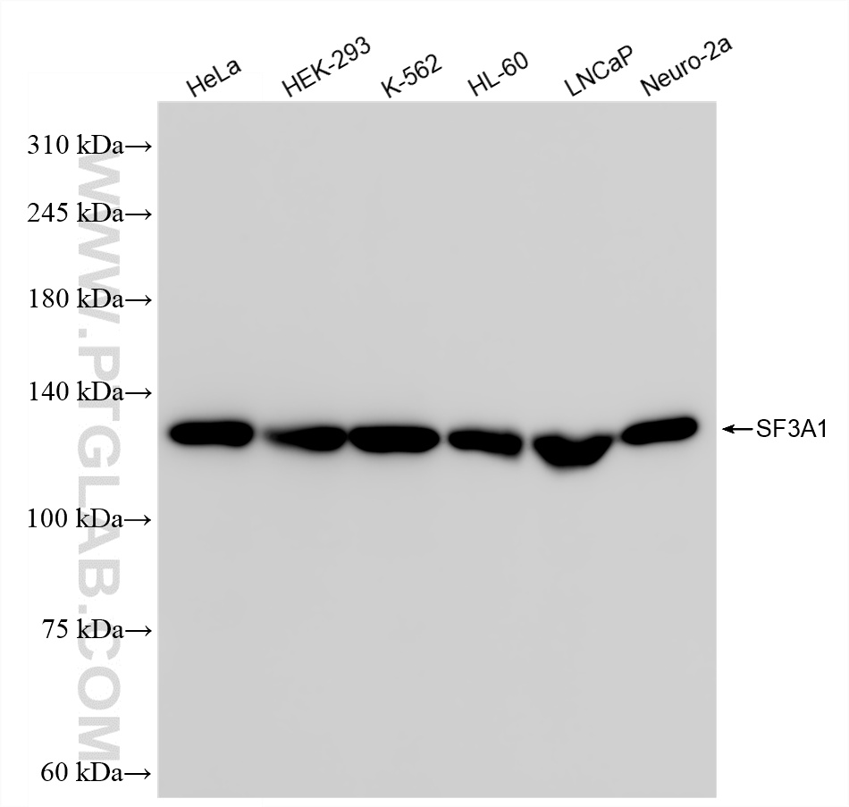 Western Blot (WB) analysis of various lysates using SF3A1 Recombinant antibody (86170-1-RR)