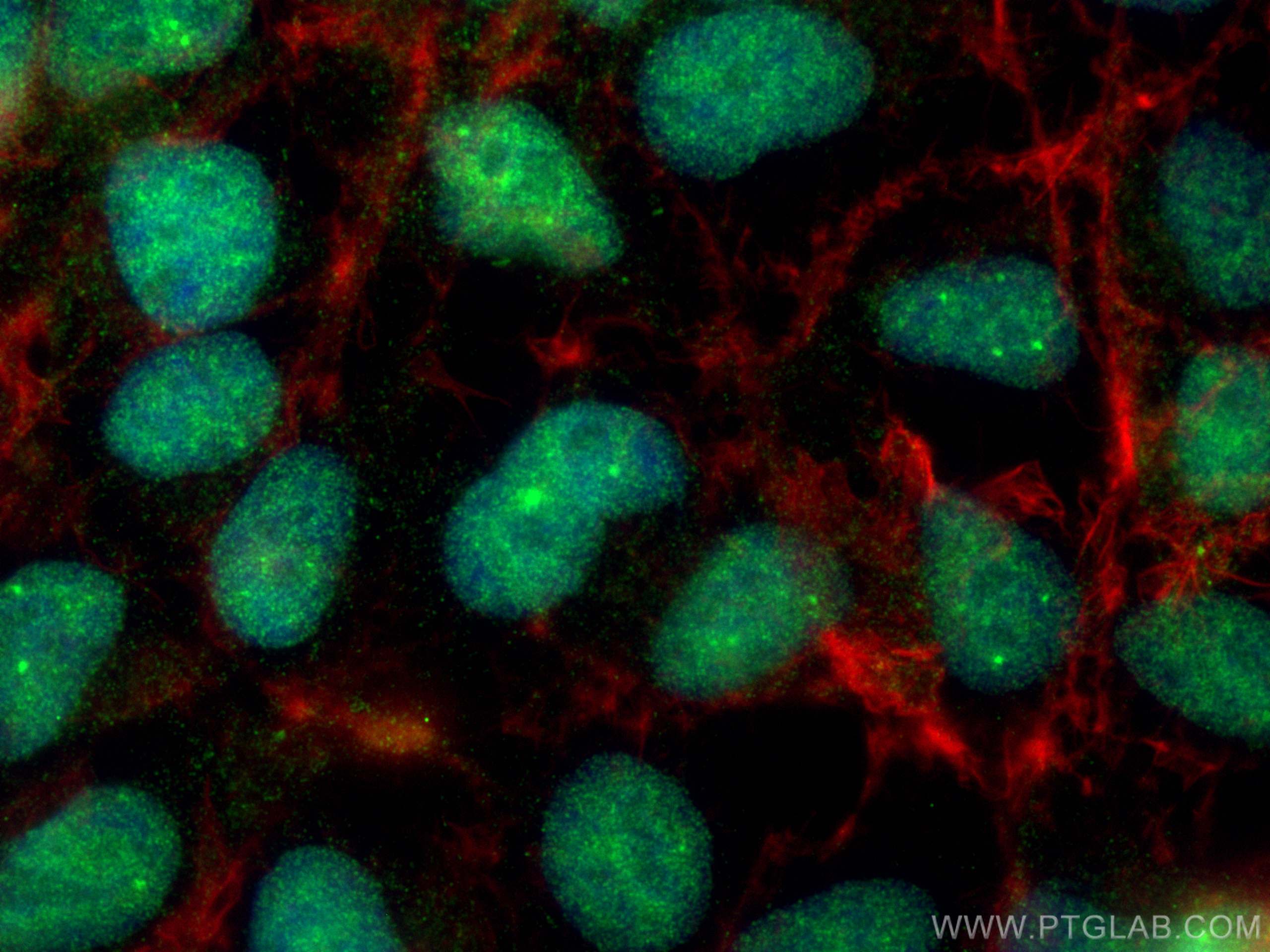 Immunofluorescence (IF) / fluorescent staining of HEK-293 cells using SF3B2 Polyclonal antibody (10919-1-AP)