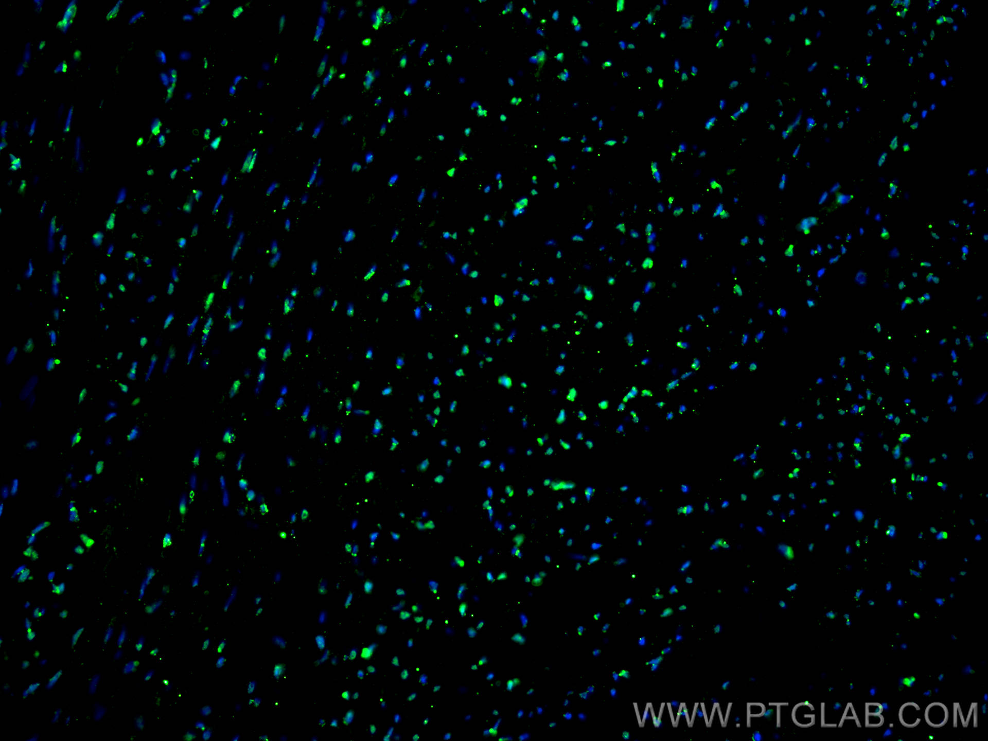 Immunofluorescence (IF) / fluorescent staining of rat heart tissue using SF3B3 Monoclonal antibody (67469-1-Ig)