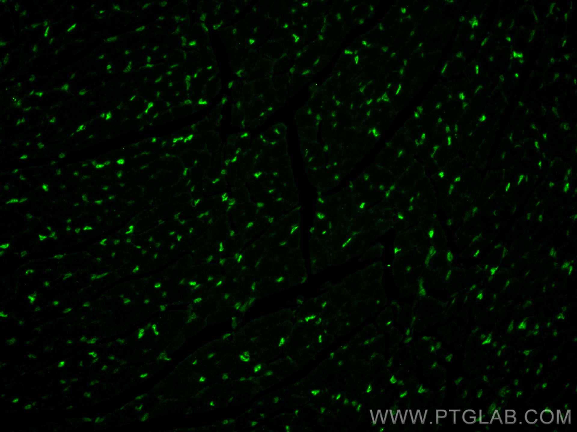 Immunofluorescence (IF) / fluorescent staining of mouse heart tissue using SF3B3 Monoclonal antibody (67469-1-Ig)