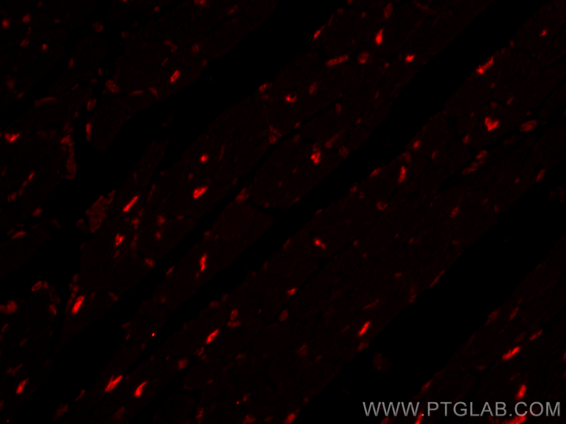 Immunofluorescence (IF) / fluorescent staining of mouse heart tissue using CoraLite®594-conjugated SF3B3 Monoclonal antibody (CL594-67469)