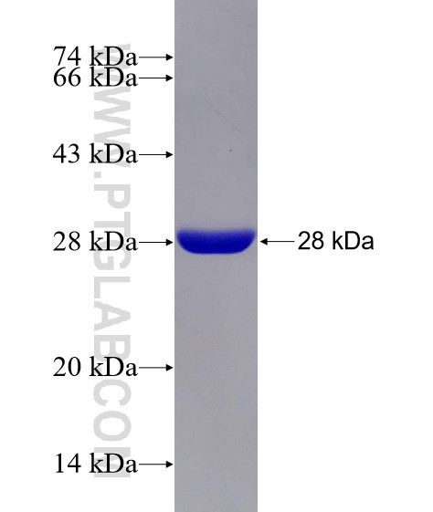 SF3B4 fusion protein Ag27065 SDS-PAGE