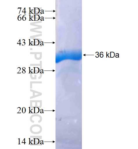 SFRP1 fusion protein Ag24901 SDS-PAGE