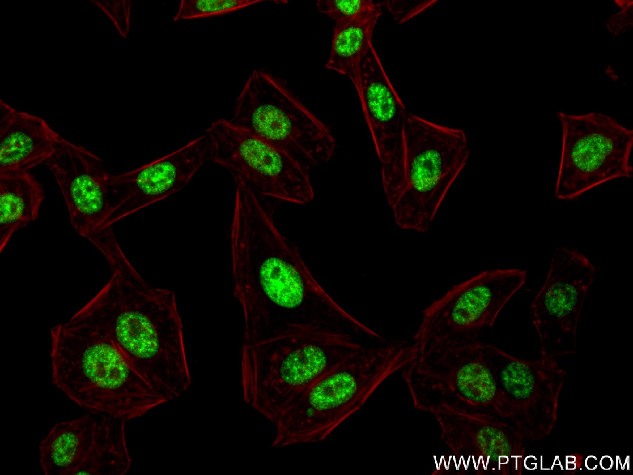 Immunofluorescence (IF) / fluorescent staining of HepG2 cells using SFRS11 Recombinant antibody (83605-6-RR)