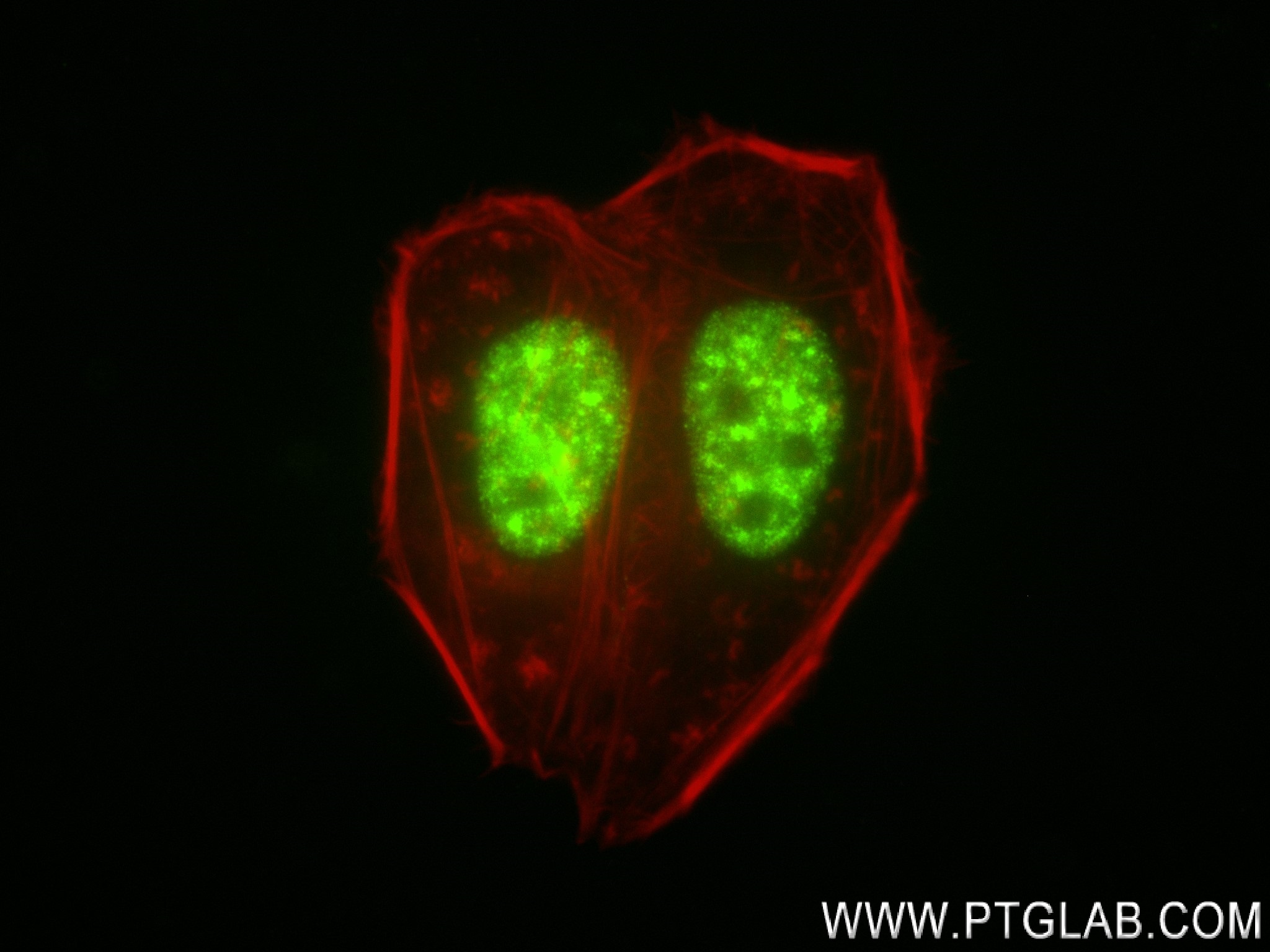 Immunofluorescence (IF) / fluorescent staining of HepG2 cells using SFRS11 Recombinant antibody (83605-6-RR)