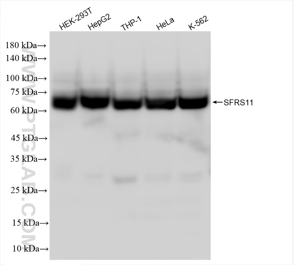 Western Blot (WB) analysis of various lysates using SFRS11 Recombinant antibody (83605-6-RR)