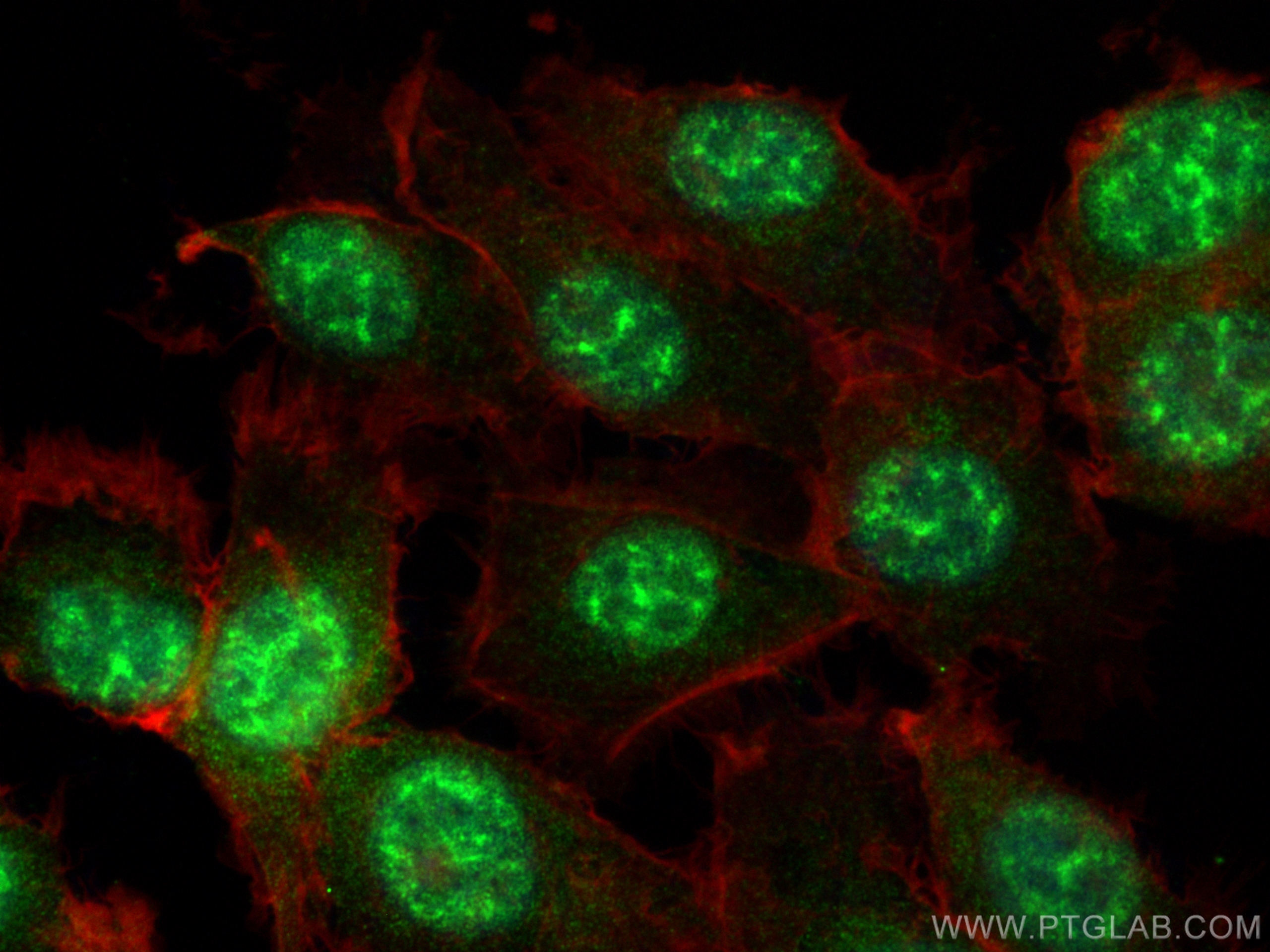 Immunofluorescence (IF) / fluorescent staining of HT-1080 cells using SFRS17A Polyclonal antibody (13441-1-AP)