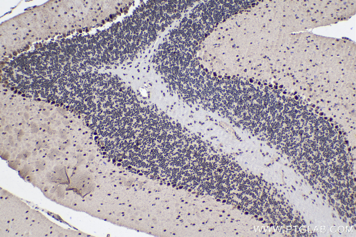 Immunohistochemistry (IHC) staining of mouse cerebellum tissue using SFRS17A Polyclonal antibody (13441-1-AP)