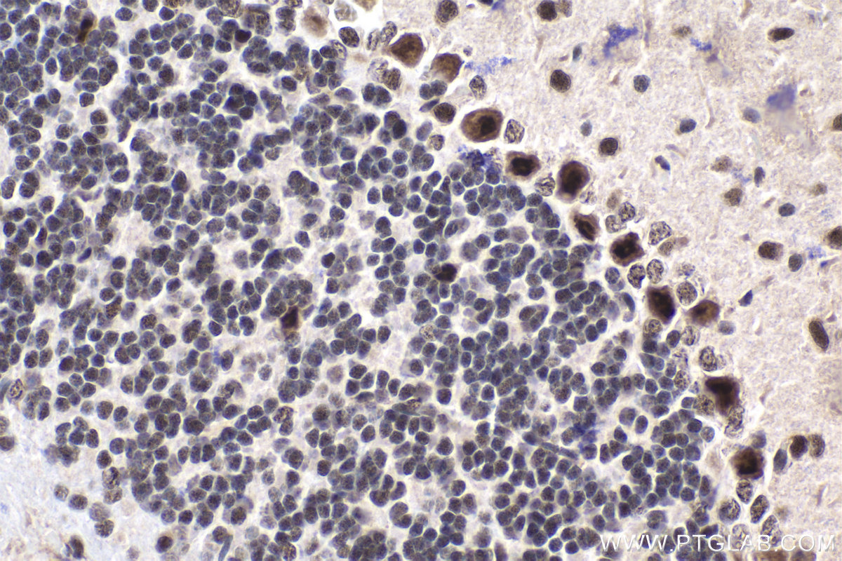 Immunohistochemistry (IHC) staining of mouse cerebellum tissue using SFRS17A Polyclonal antibody (13441-1-AP)