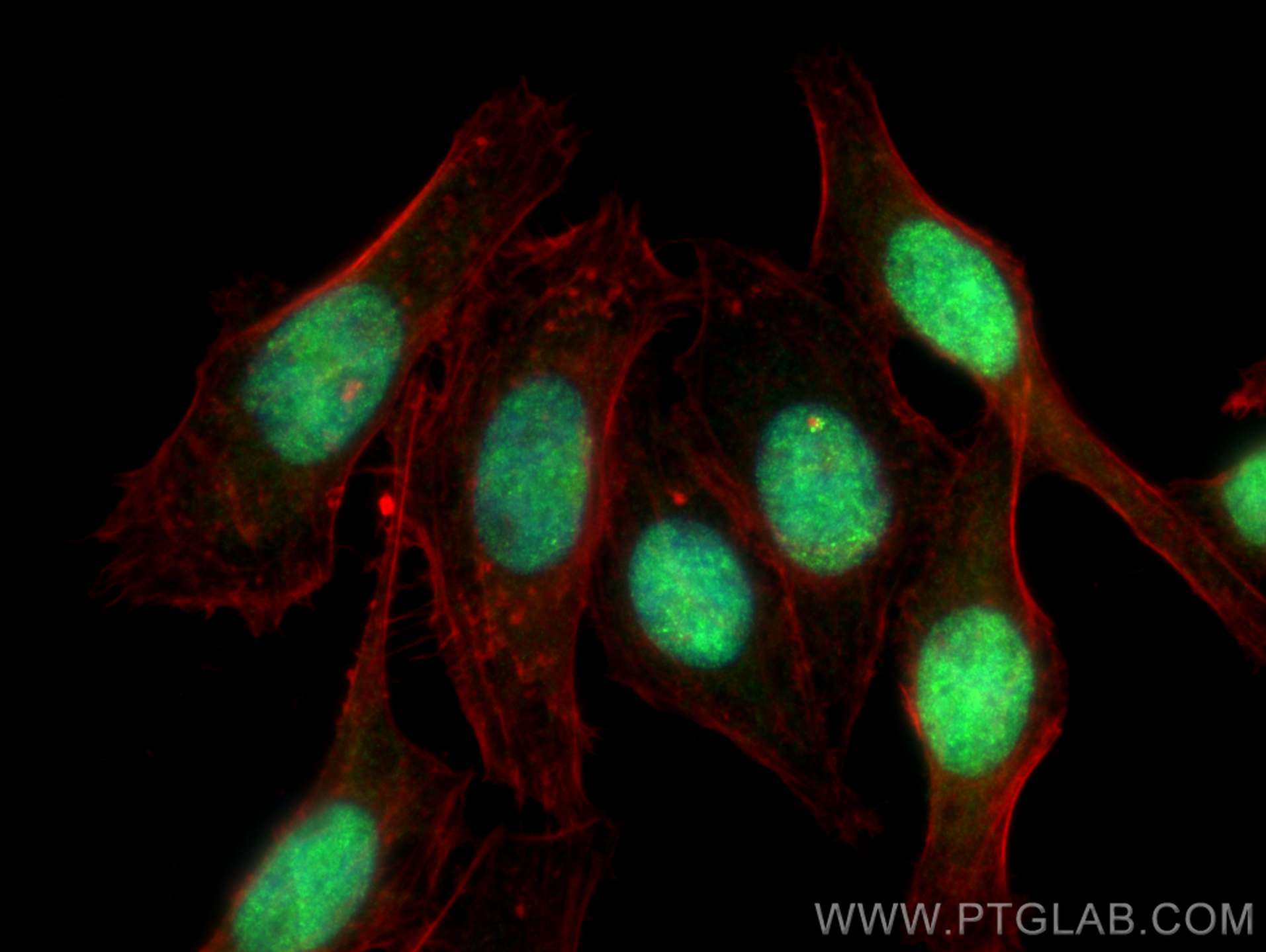 Immunofluorescence (IF) / fluorescent staining of HepG2 cells using SFRS2 Polyclonal antibody (20371-1-AP)