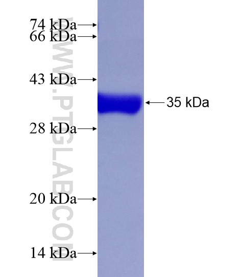 SFRS6 fusion protein Ag28912 SDS-PAGE