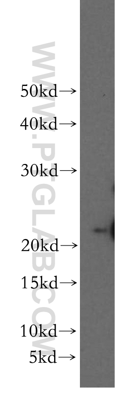 Western Blot (WB) analysis of HepG2 cells using SFT2D3 Polyclonal antibody (19758-1-AP)