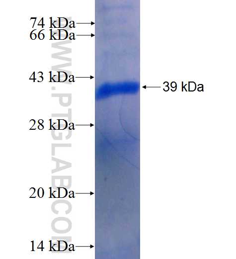 SGEF fusion protein Ag26026 SDS-PAGE