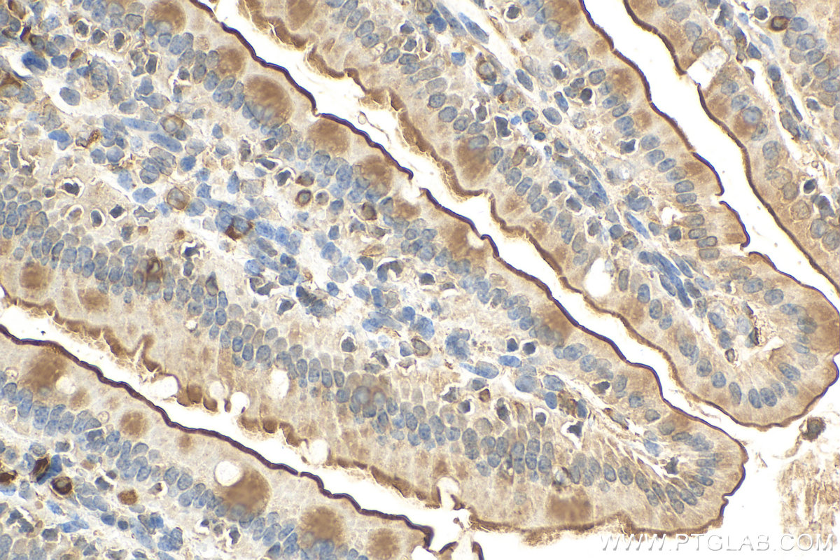 Immunohistochemistry (IHC) staining of mouse small intestine tissue using SGLT1 Polyclonal antibody (30861-1-AP)