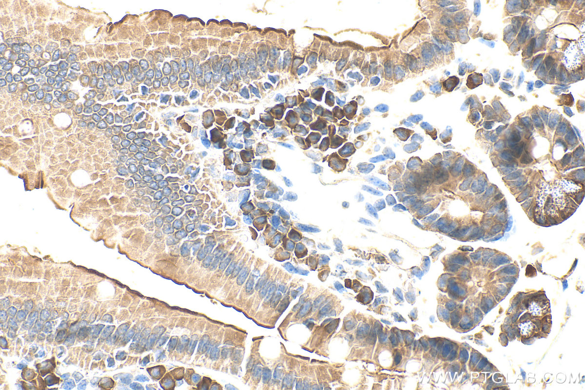 Immunohistochemistry (IHC) staining of mouse small intestine tissue using SGLT1 Polyclonal antibody (30861-1-AP)