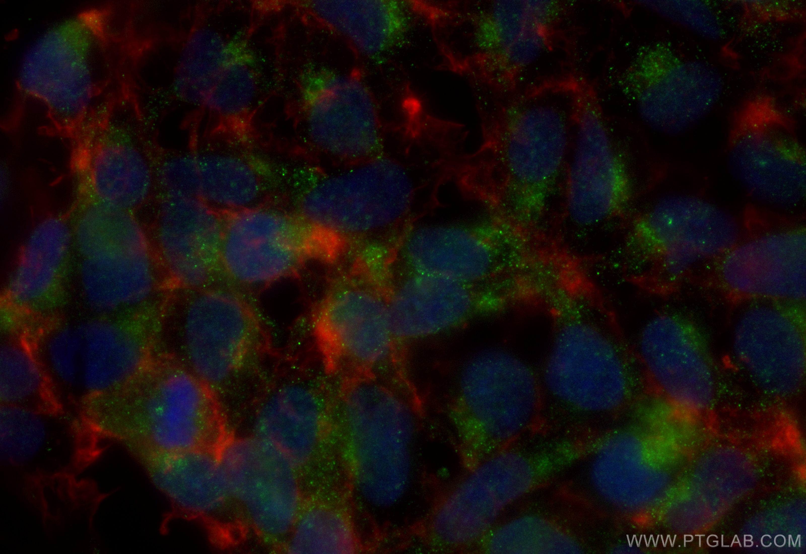 Immunofluorescence (IF) / fluorescent staining of HEK-293 cells using CoraLite® Plus 488-conjugated SH2D5 Polyclonal ant (CL488-55320)