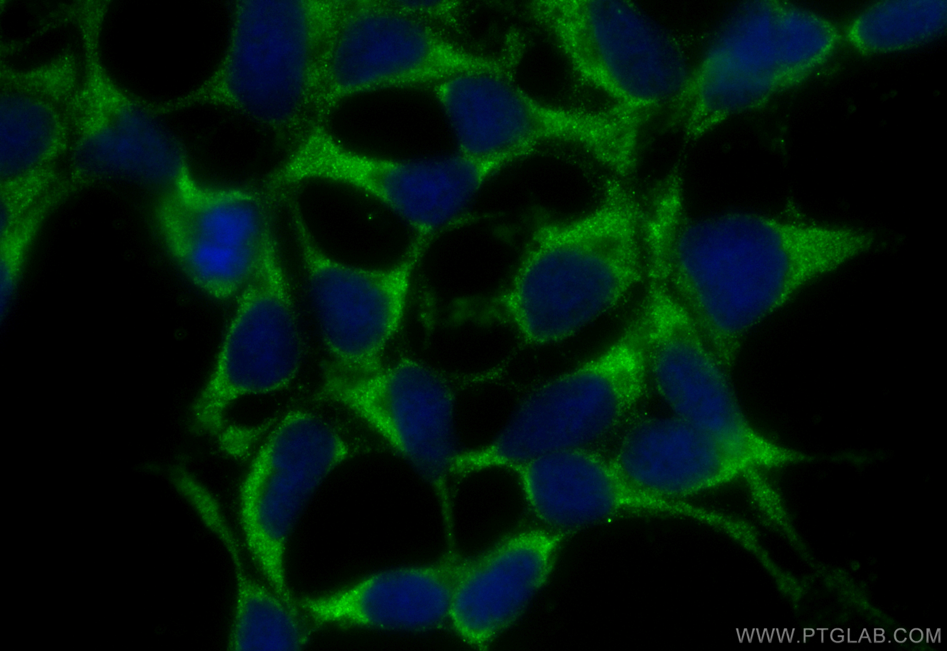 Immunofluorescence (IF) / fluorescent staining of HEK-293 cells using CoraLite® Plus 488-conjugated SH2D5 Polyclonal ant (CL488-55320)